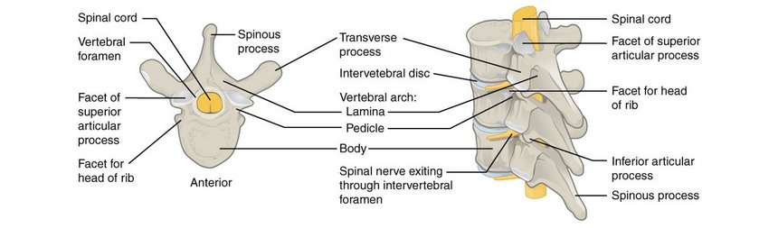 Facet Arthrosis Vertebra